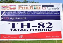 SeedWorks Philippines’ TH-82 Hybrid Rice Variety Leads the 15th NRTF