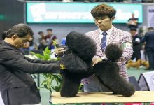 Asia’s biggest dog show is back at the Big Dome 4