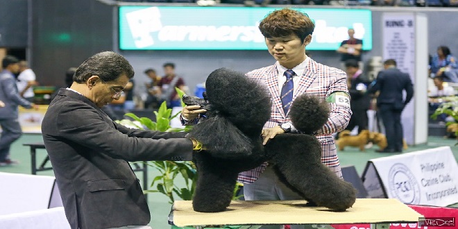 Asia’s biggest dog show is back at the Big Dome 4