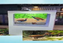 Samantha Kaspar's painting of the endangered Tabon birds which is part of the conservation projects of Banwa Private Island_1