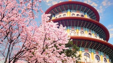 See Taiwan's Cherry Blossoms with AirAsia!